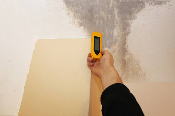 Best Biohazard Mold Removal  in North Palm Beach, FL
