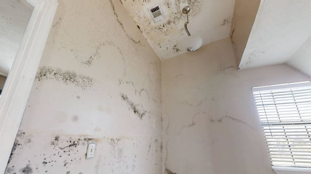 Best Attic Mold Removal  in North Palm Beach, FL
