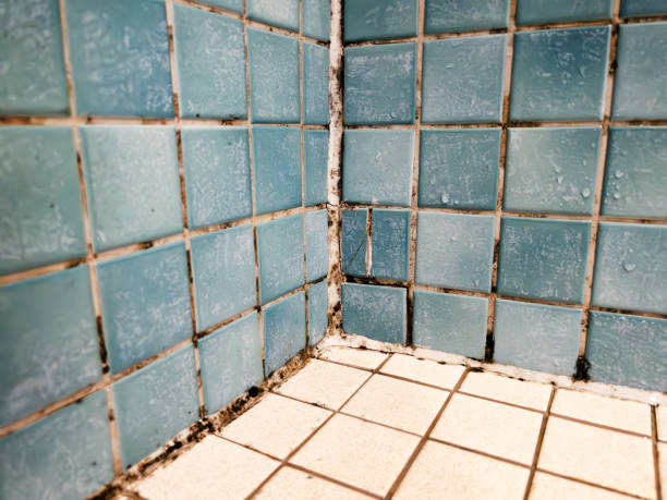  North Palm Beach, FL Mold Removal Pros