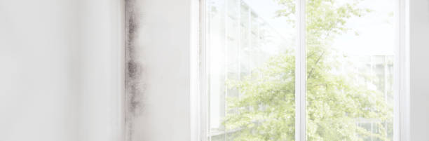 Best Mold Remediation for Healthcare Facilities  in North Palm Beach, FL