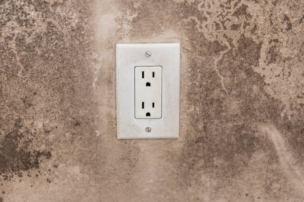Best Black Mold Removal  in North Palm Beach, FL