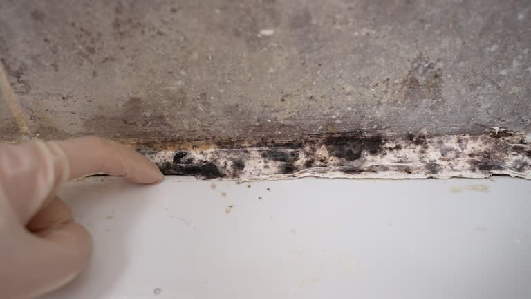 North Palm Beach, FL Mold Removal Company